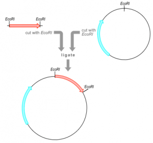 Gene Cloning: Basic, Requirements & Steps : Plantlet