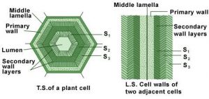 plant cell wall layers