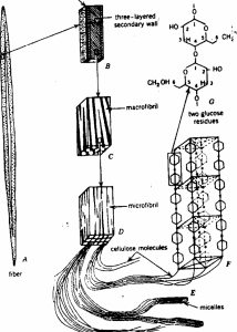 plant cell wall layers