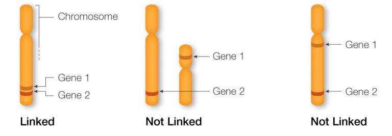 Linkage And Recombination (Part 1): Chromosomal Theory, Linkage ...