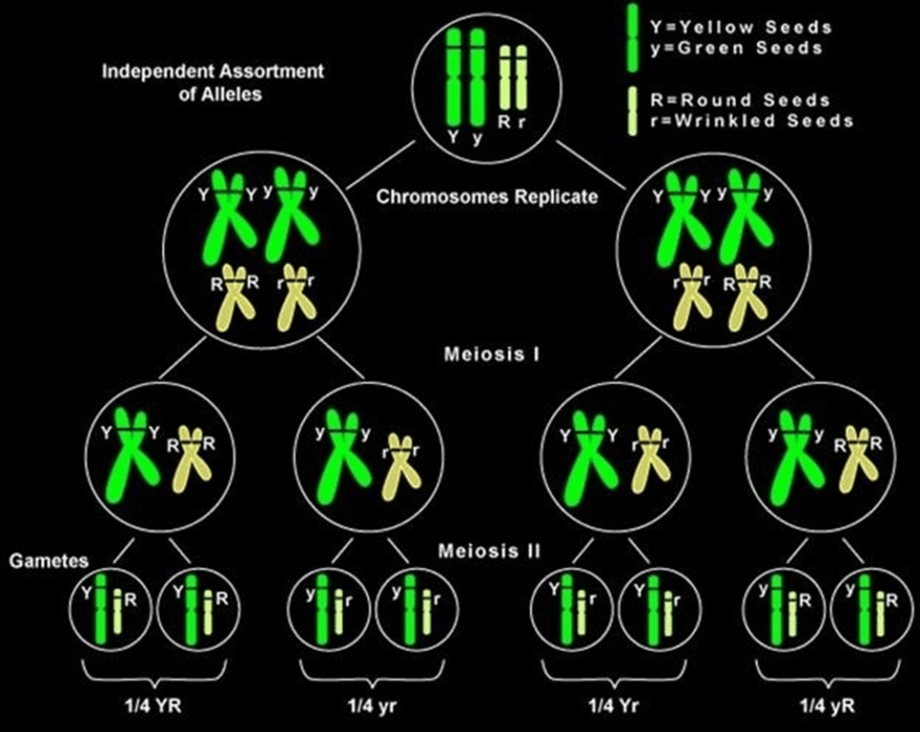 chromosome theory of inheritance