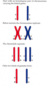 Linkage and Recombination (Part 2): Sex linkage in Drosophila, Linked ...