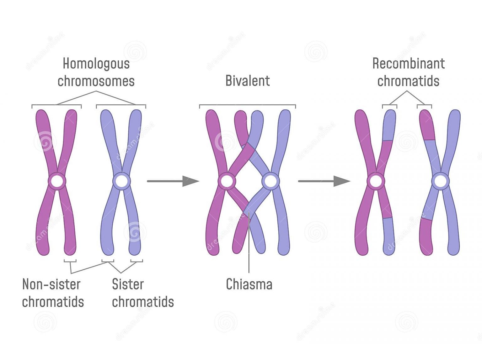 what chromosomes occurs with scids