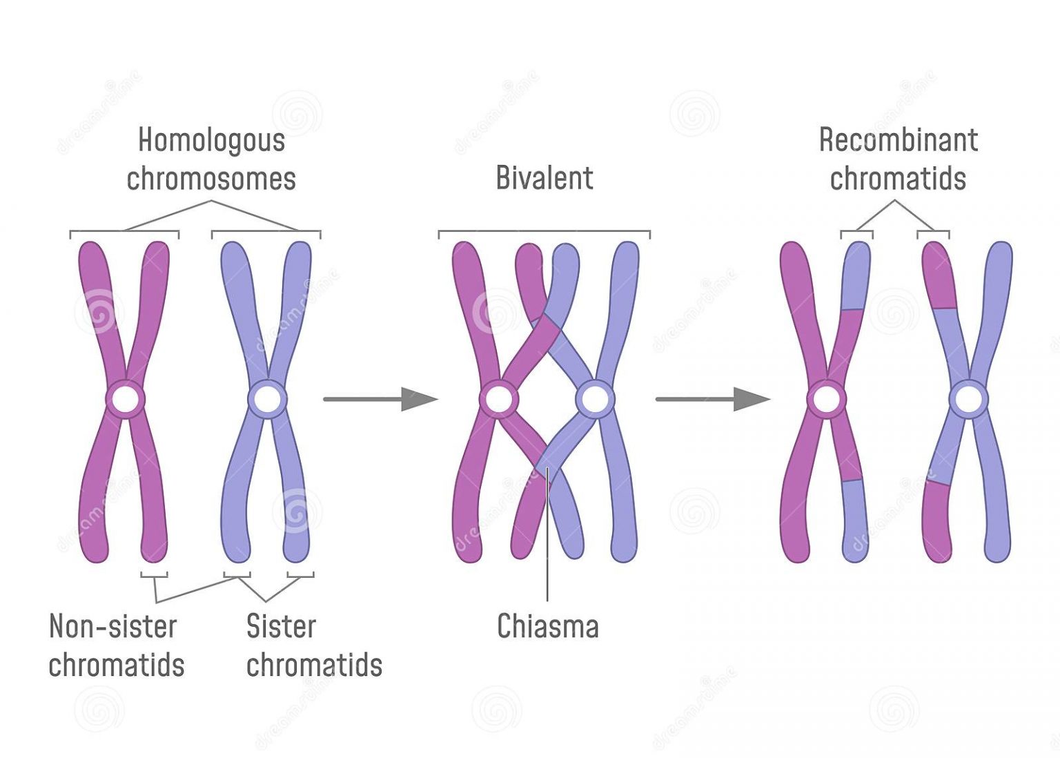 ppt-cell-division-powerpoint-presentation-id-6851703