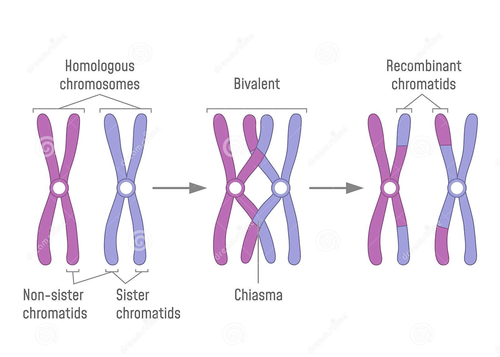 which three processes are methods of genetic recombination