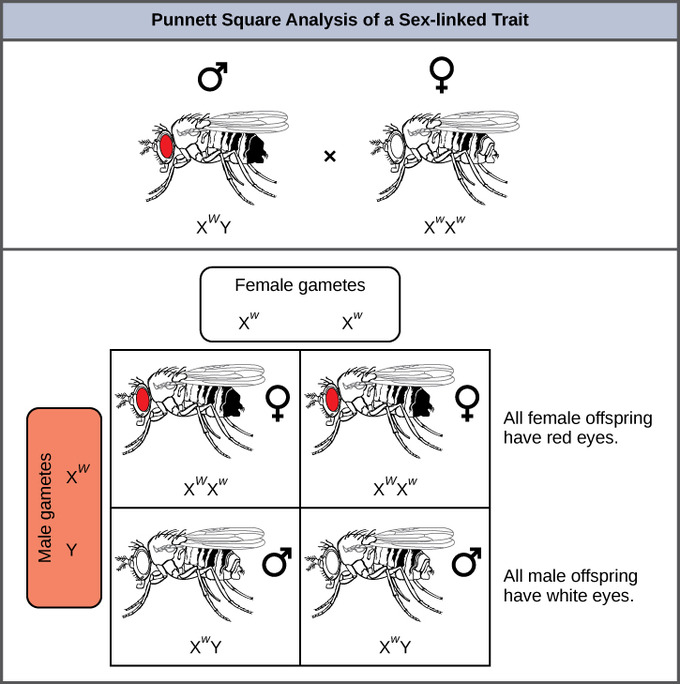 Linkage And Recombination Part 2 Sex Linkage In Drosophila Linked Gene And Synthetic Gene 