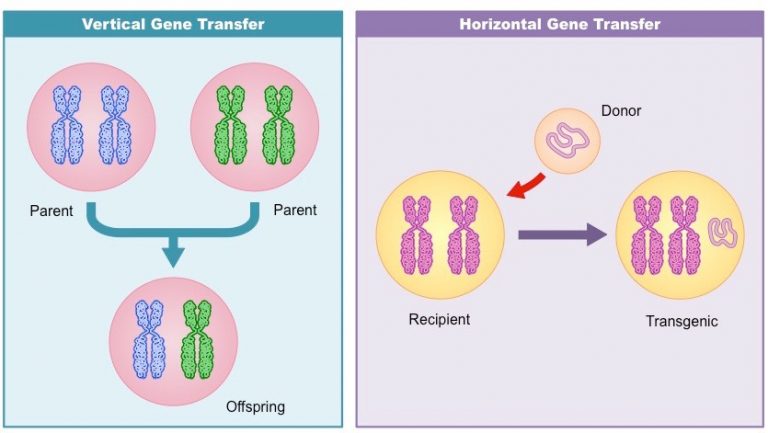 Vector Mediated Gene Transfer: Commonly Used Vectors (Part 1) : Plantlet
