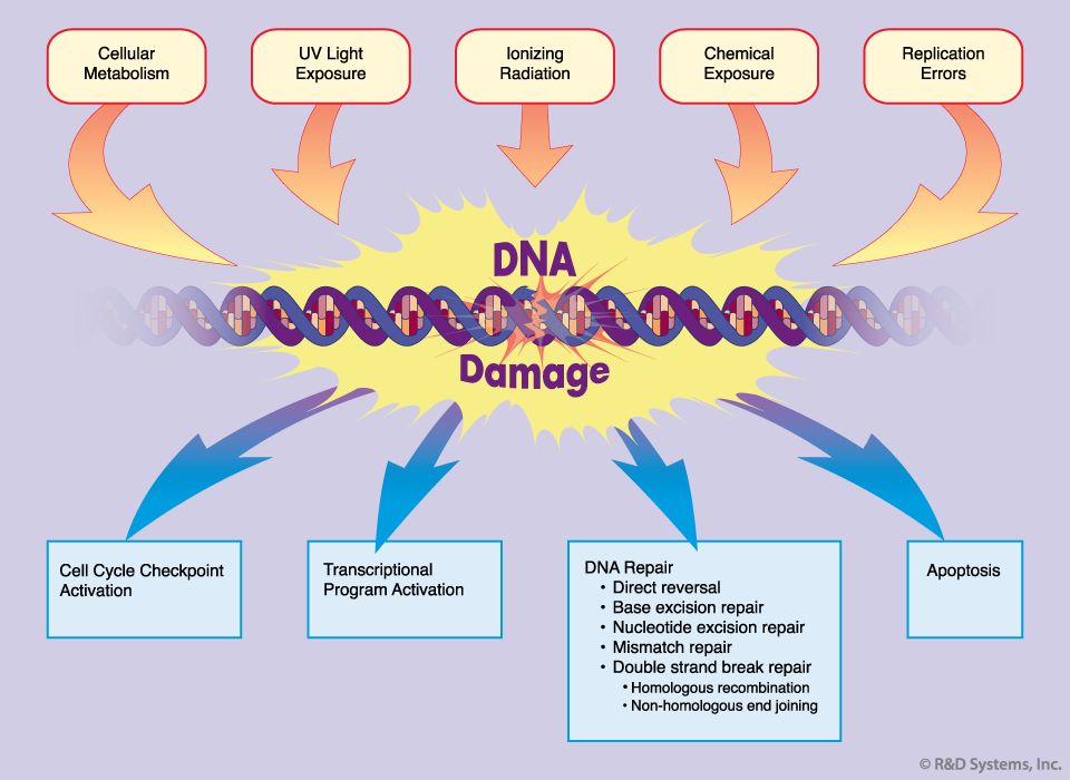 DNA Repair Mechanism Photoreactivation Excision Repair Post Replication Recombinant Repair