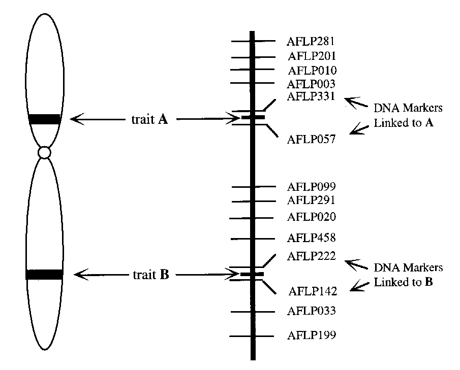 Genetic Linkage Map