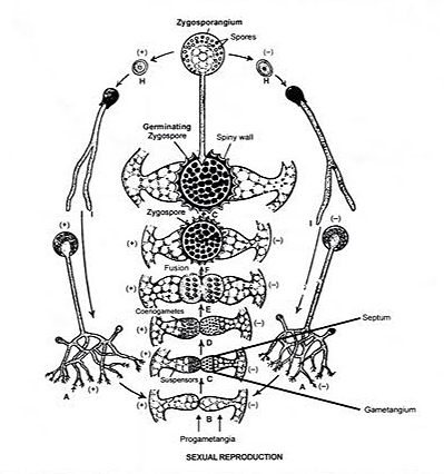 zygospore diagram