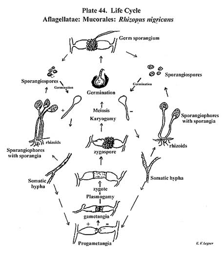 Mucor Life Cycle