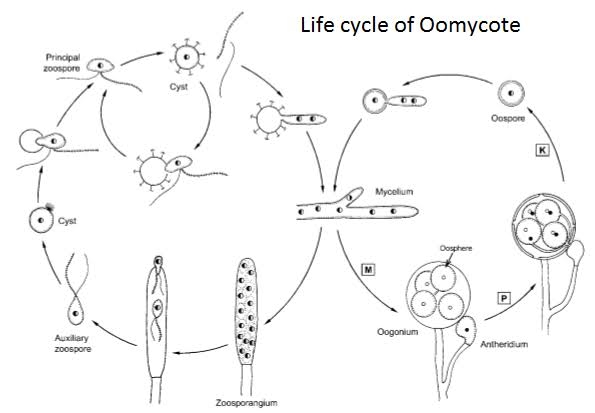 An Overview of Oomycetes : Plantlet