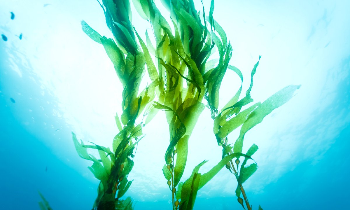 Marine Algae &amp; Seaweeds: With Origin of Green Lineage : Plantlet