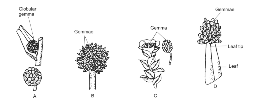 Fig. Gemmae found in some bryopsida. A, Bryum erythrocarpum; B, Aulacomnium androgynum; C, Tetraphis pellucida; D, Ulota phyllantha