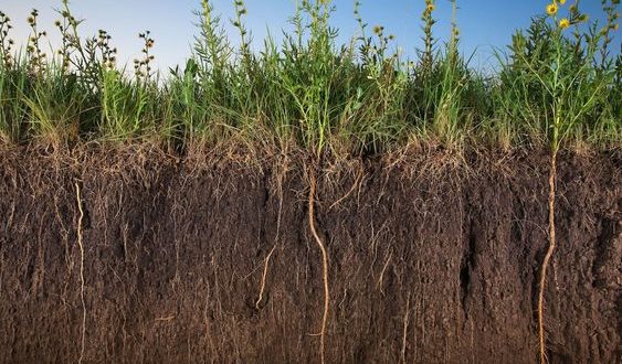 Assorted prairie grasses and sunflowers sink their roots deep into soil near Salina, Kansas. These perennials’ root systems grow and strengthen for years, preventing erosion and storing water. The thick sunflower roots in the photo are six feet long.