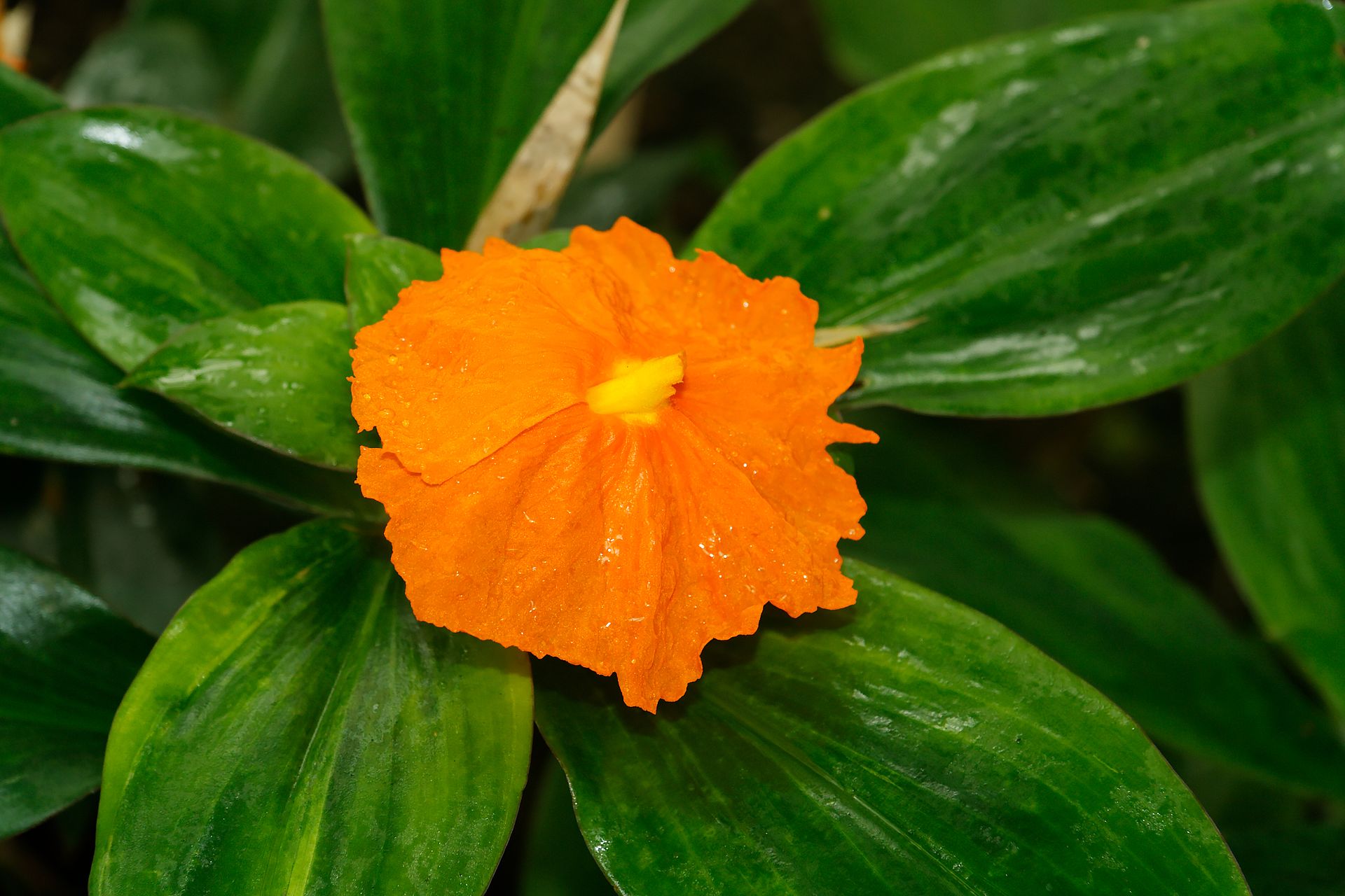 Orange flower of insulin plant.