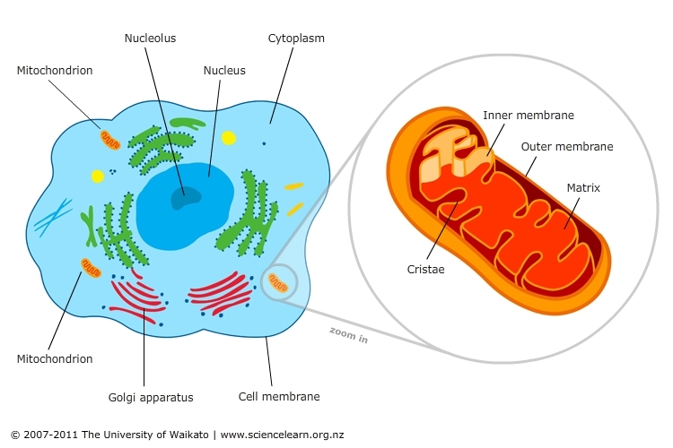 Mitochondria The Powerplant For Eukaryotic Cells Plantlet