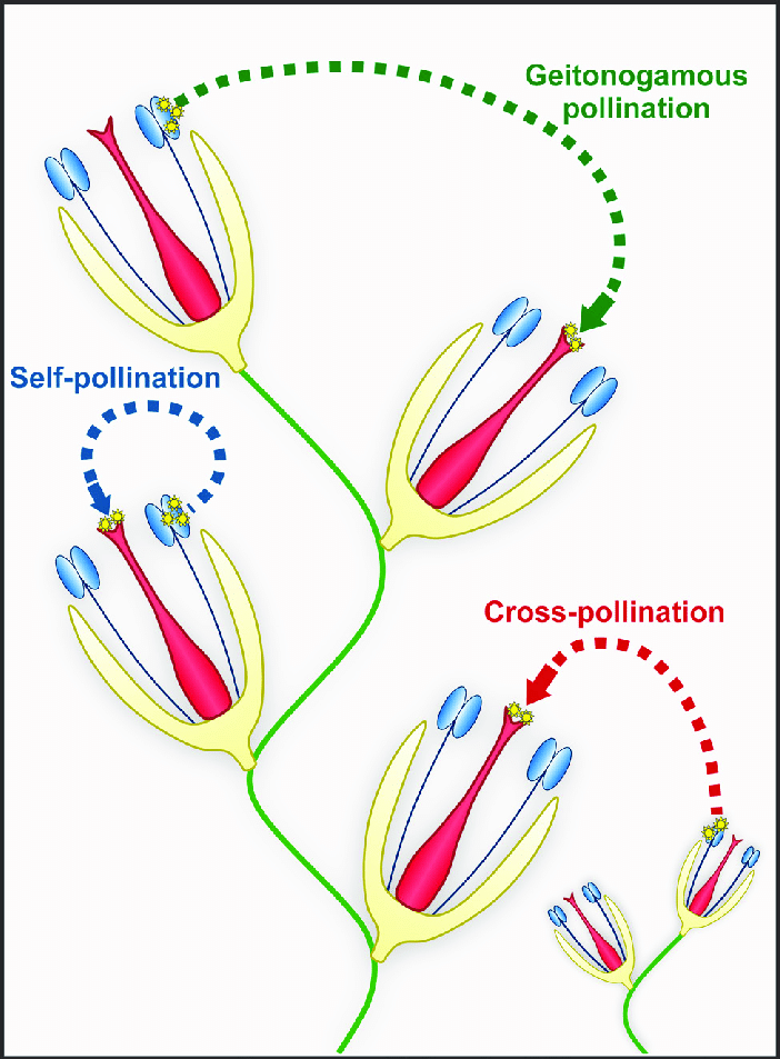 Self Pollination Diagram