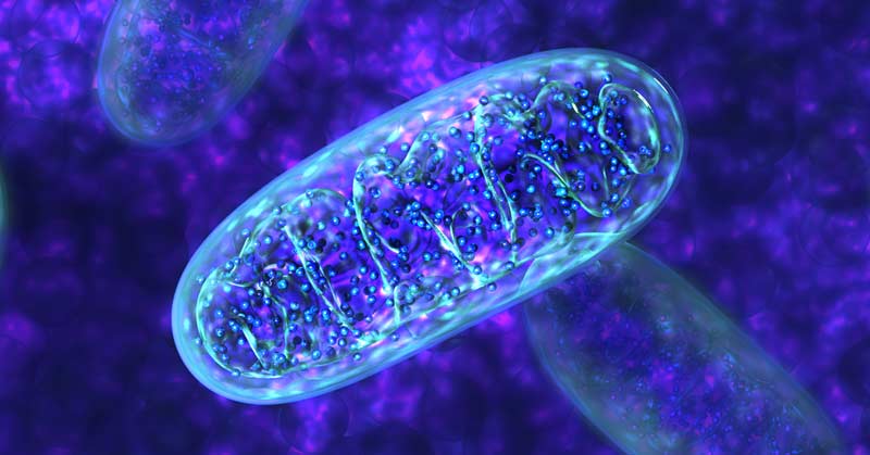 mitochondria-the-powerplant-for-eukaryotic-cells-plantlet