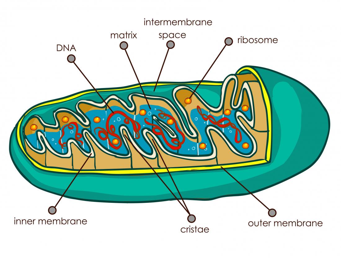 Identified diagram of a mitochondria. 