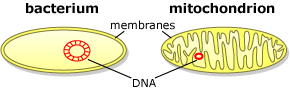 Membrane similarity of bacteria and mitochondria