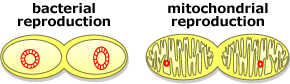 Reproduction similarity of bacteria and mitochondria.