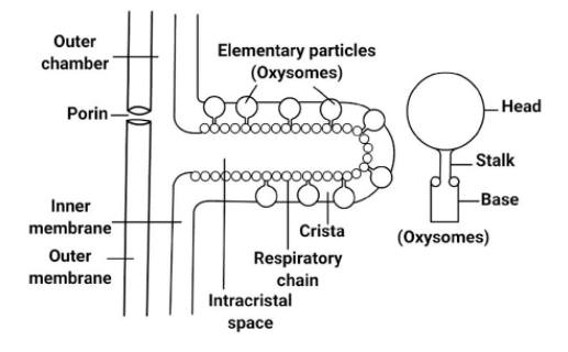 Detailed diagram of Crista
