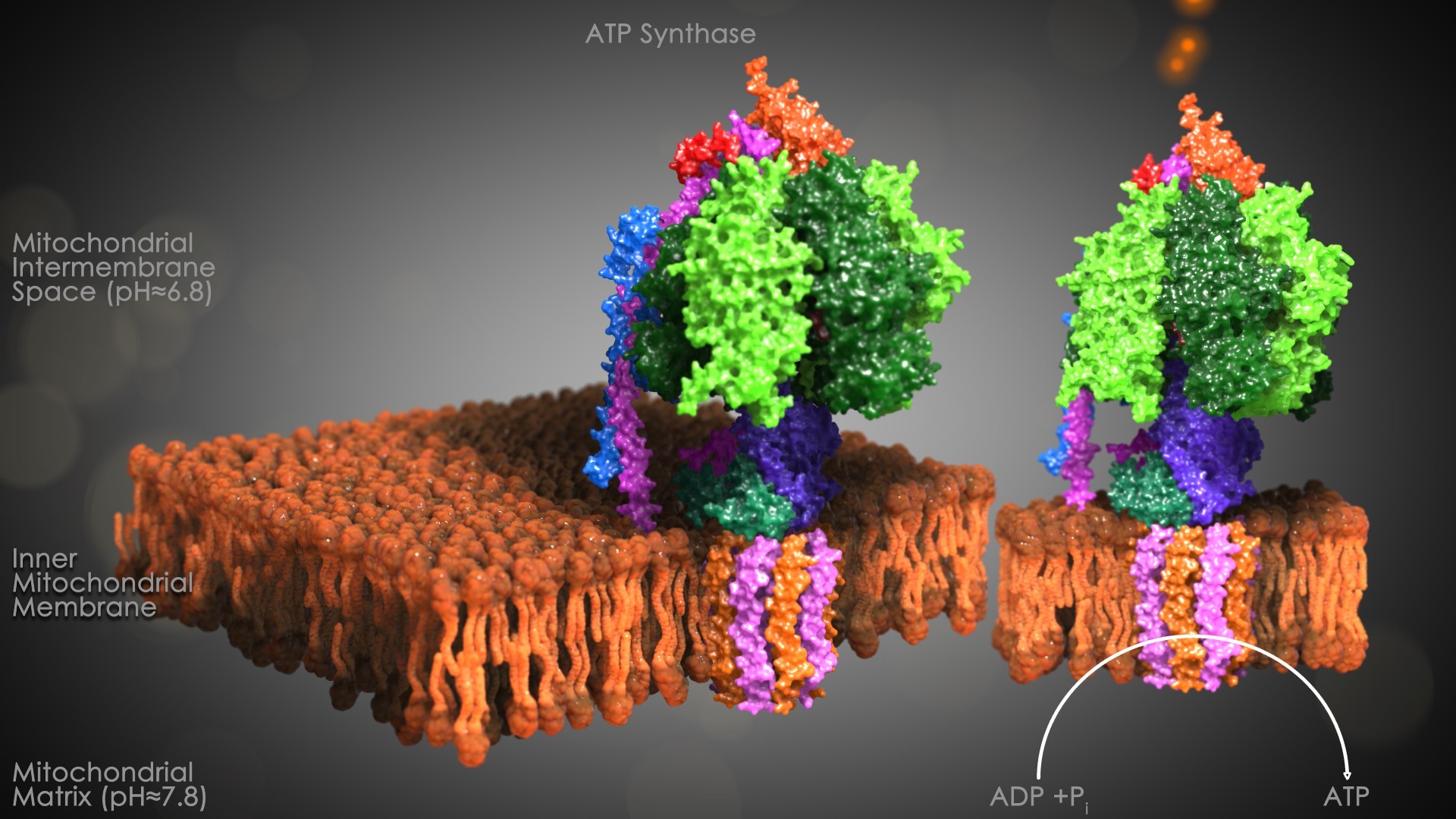 Chapter 21 - ATP synthesis - 21 A Proton Gradient Powers the Synthesis of  ATP A molecular assembly - Studocu