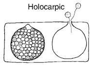 Holocarpic Fungi