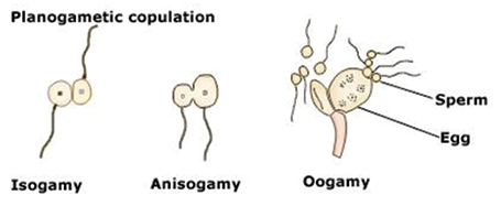 What Is An Organism Sexually