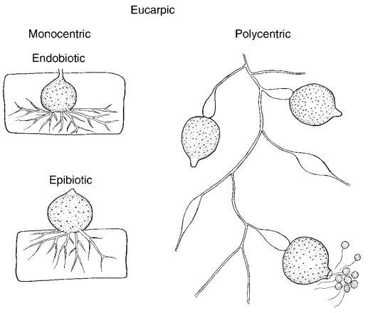 Fungi Asexual Reproduction amp Reproductive Structures Plantlet