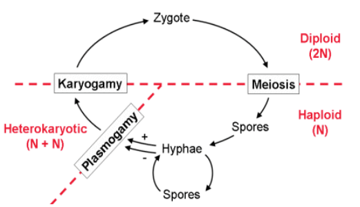 Fungi Sexual Reproduction Plantlet 7919