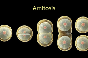 Amitosis cell division