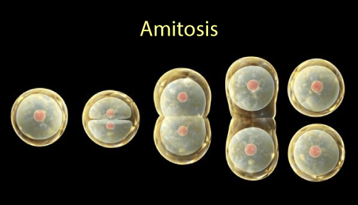 Amitosis cell division