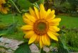 Sunflower, Helianthus annuus L.