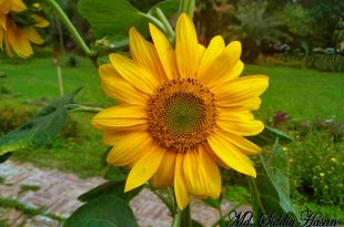 Sunflower, Helianthus annuus L.