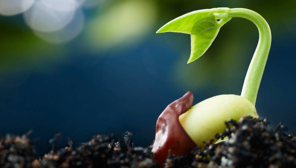 physiology-of-seed-germination-plantlet