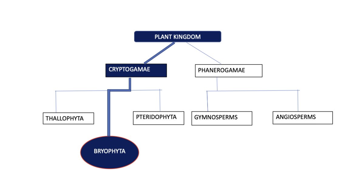 classification of plant kingdom