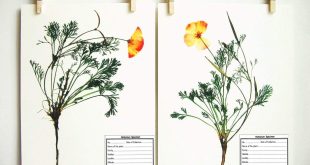Samples of Herbarium Sheet