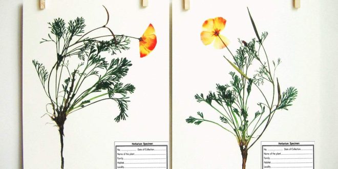 Samples of Herbarium Sheet